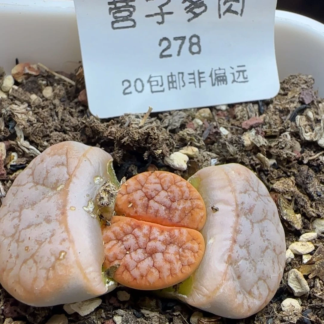 拿铁309带盆土。