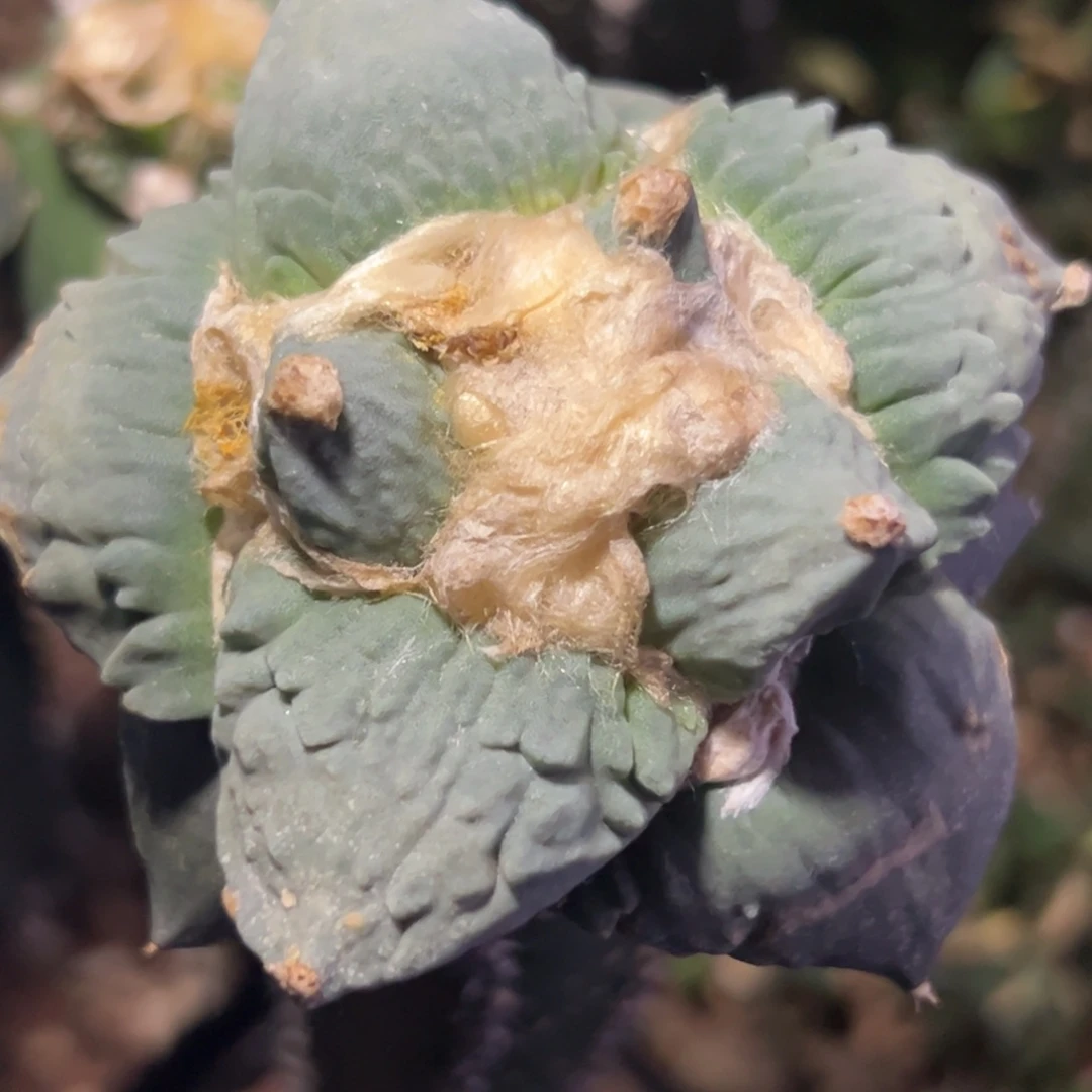 137 仙人球的比赛将