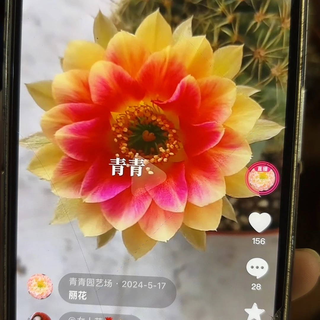 丽花番茄4.5公分