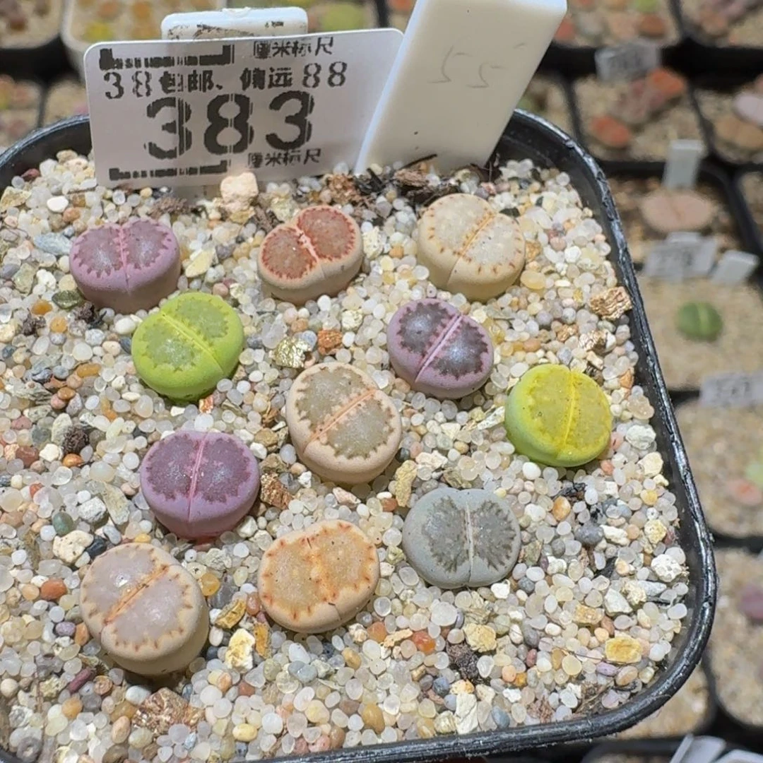 Ssss精品生石花383