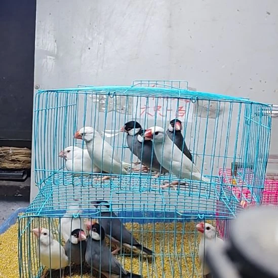 用***8文鸟特价灰文白文断尾少毛爪子有瑕疵六只