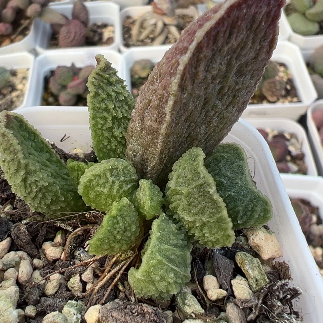 实生新品大苗多肉植物水泡