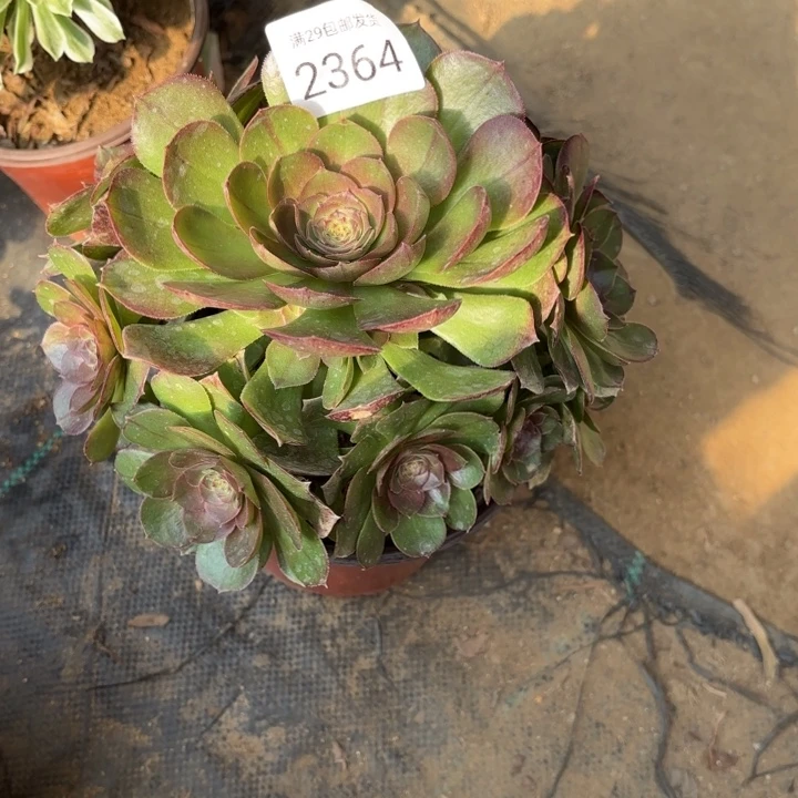 万圣节多肉法师2364