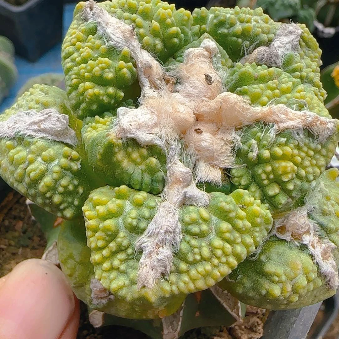 颗粒龟甲锦391。