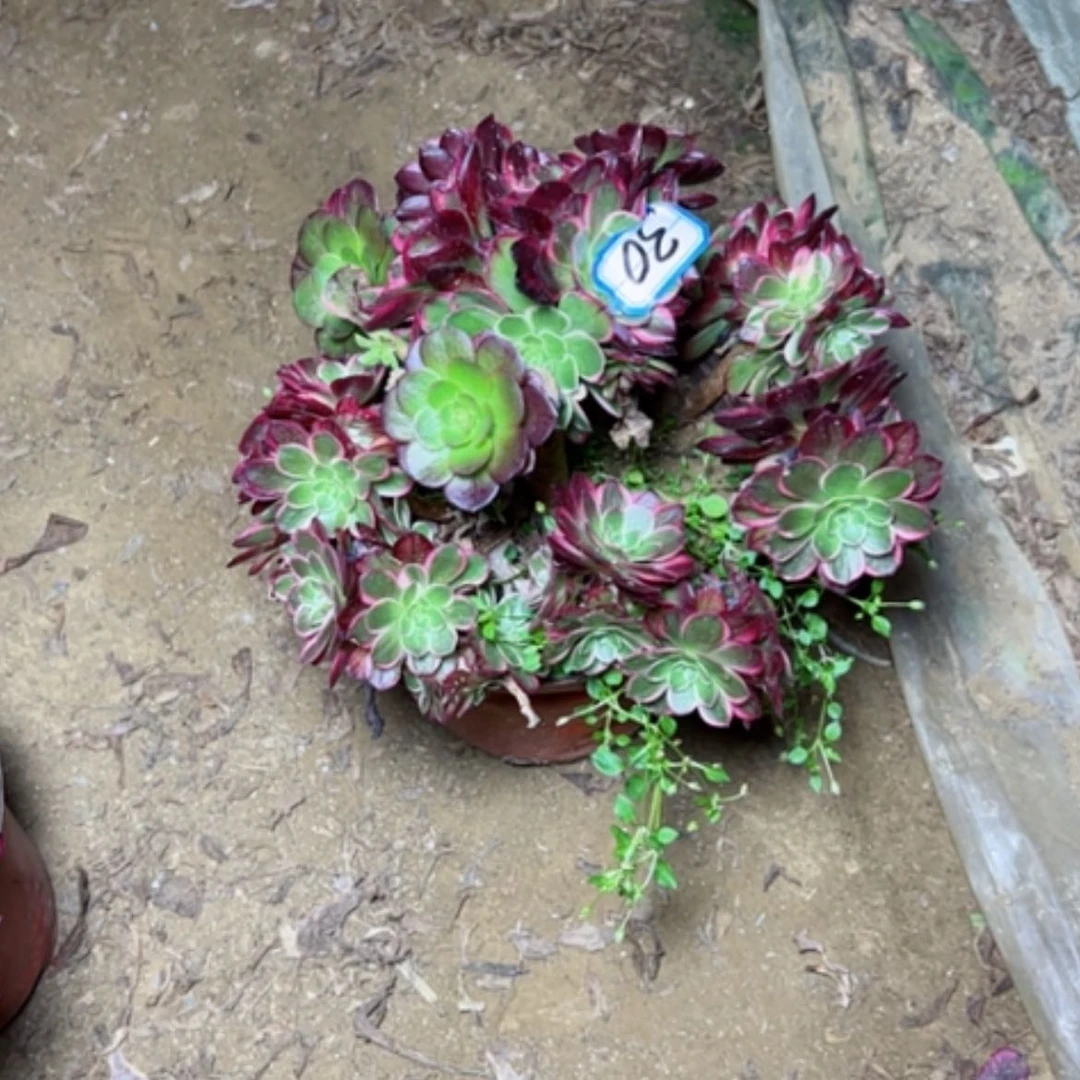 【闪购商品】举***月多肉植物砍过不售后了30