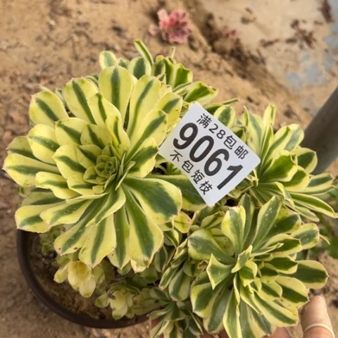 9061保时捷多肉植物法师