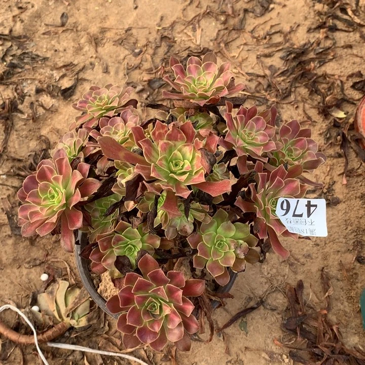 476花纳手捧3号棚