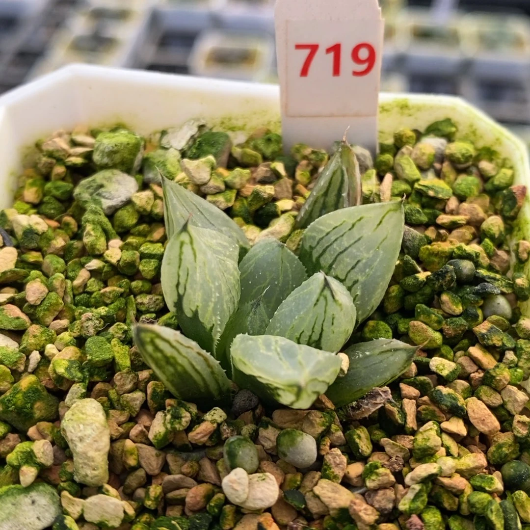 719号冰淇淋多肉植物