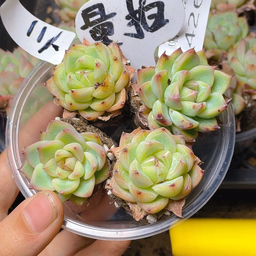 量拍多肉植物多肉植物426