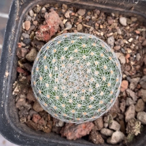 白娟丸单头3仙人球