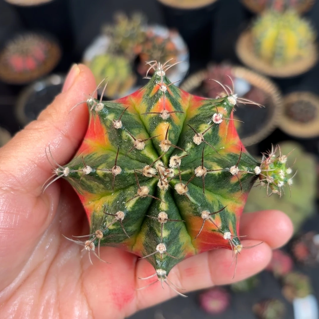 泰系米哈仙人球母本801
