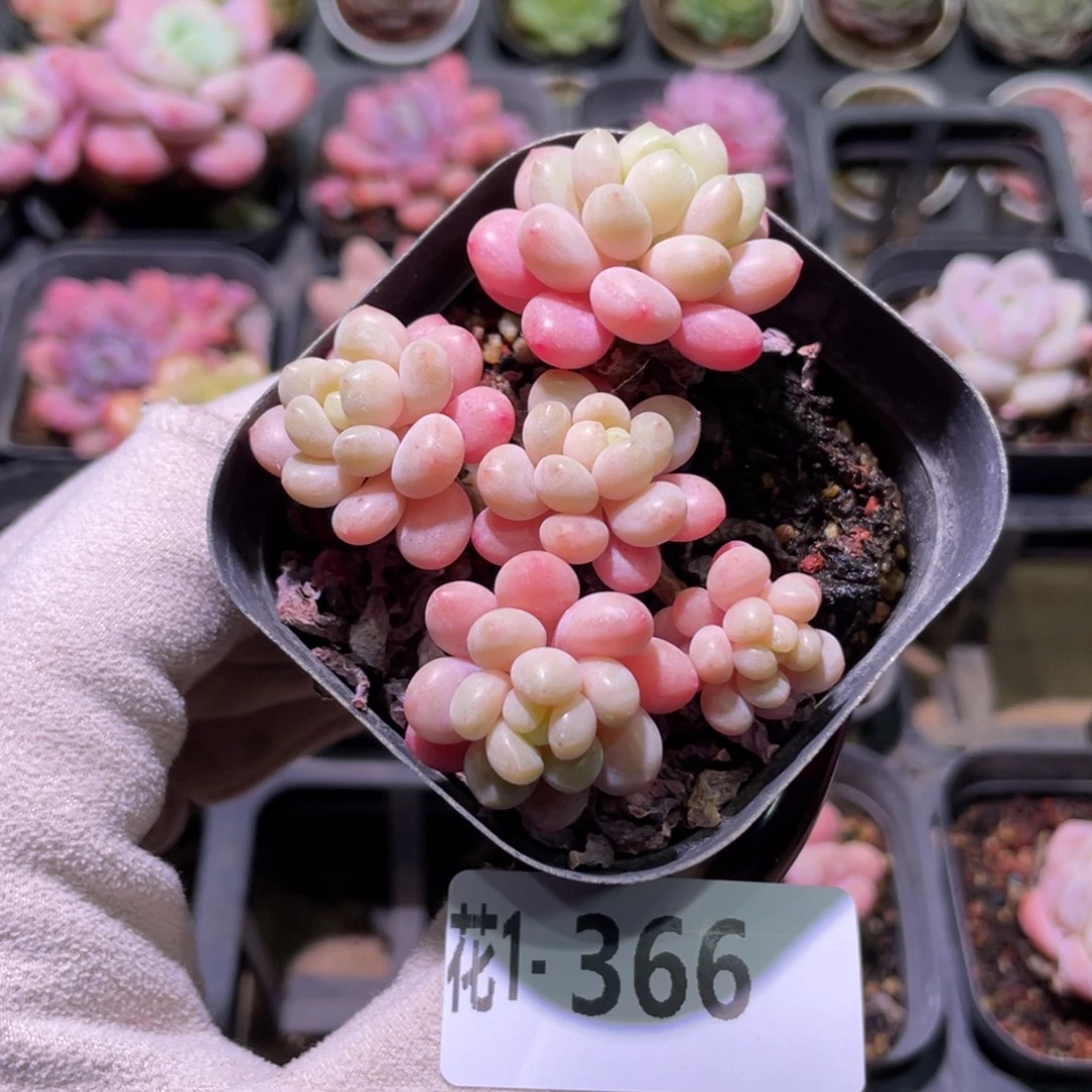 花利美1-366洛可可