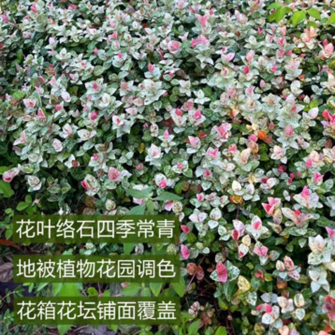 花叶络石盆栽庭院彩叶花卉黄金络石吊兰爬藤四季常青藤蔓植物花园