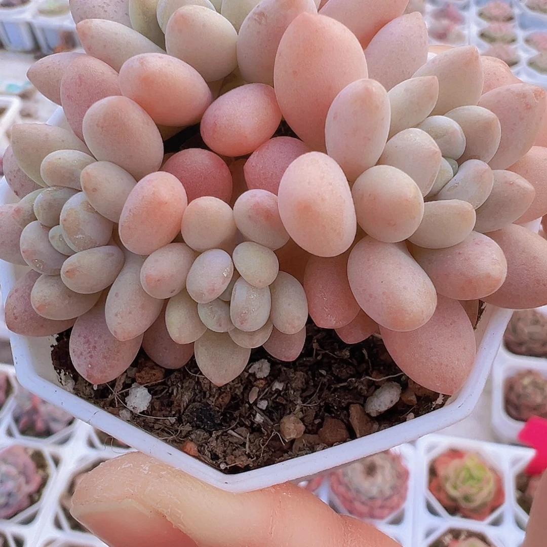 洛可可群19包邮多肉植物