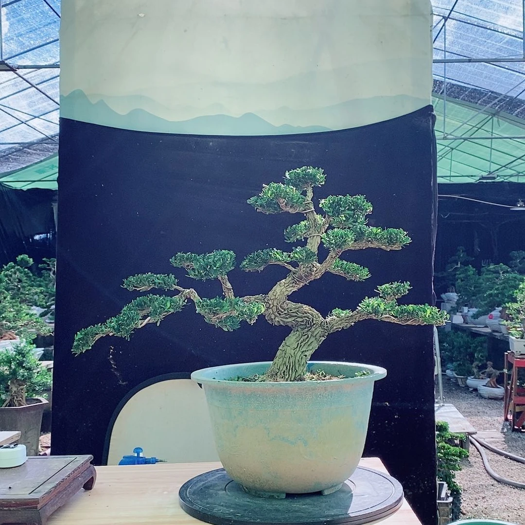 行***想无花朵广东邹皮雀舌黄杨