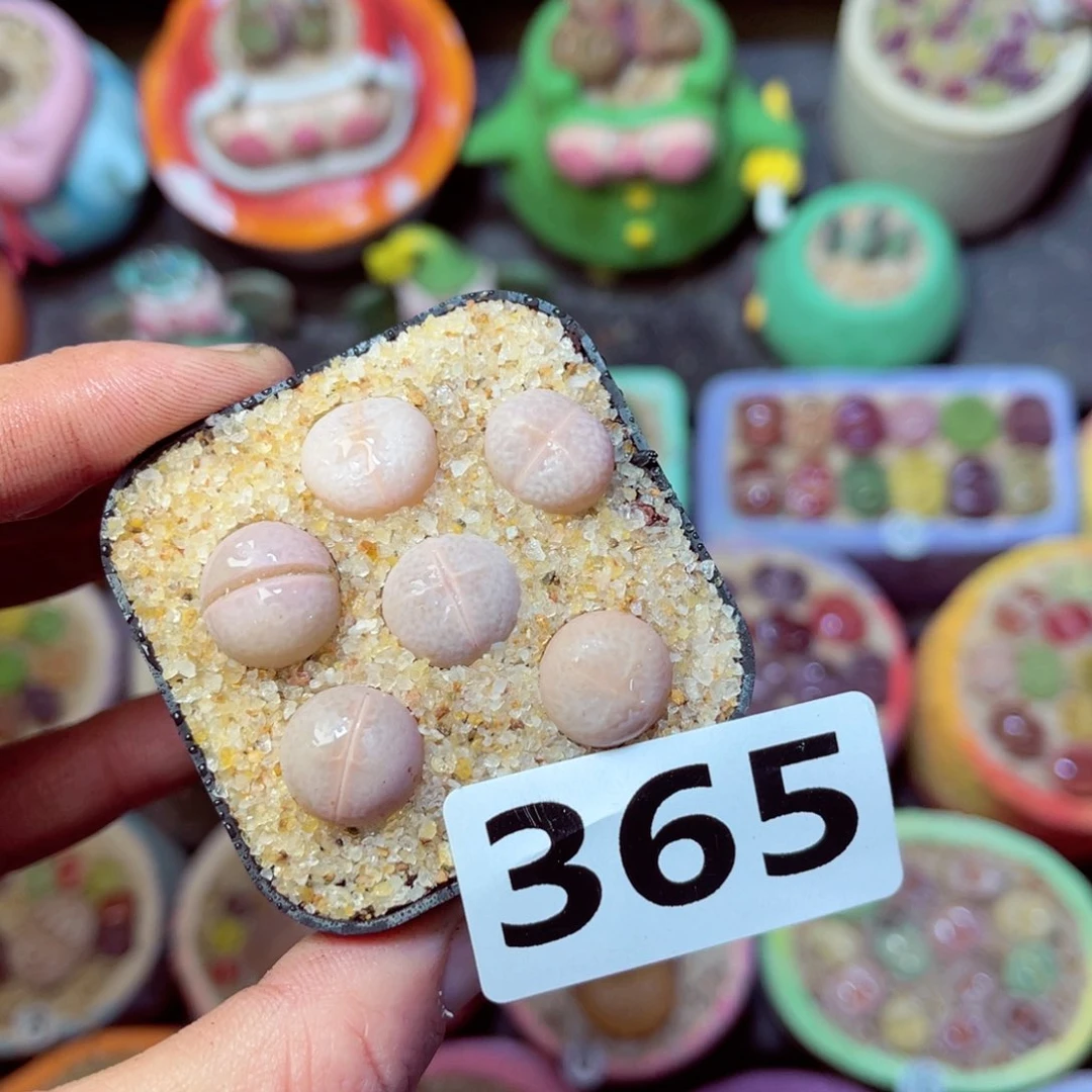 365生石花带盆发