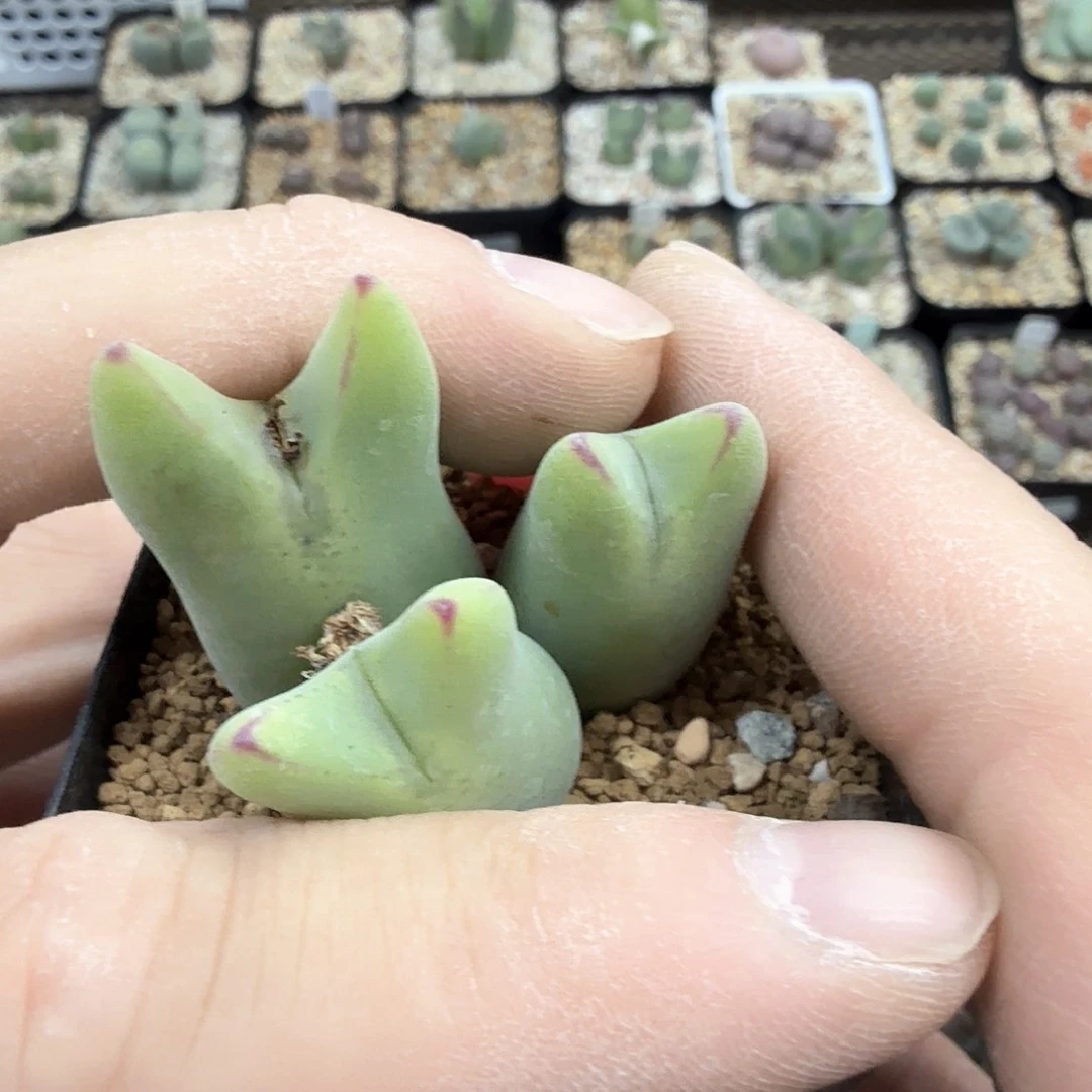 绵*dy15 绵绵 毛胖子