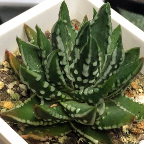达摩泪珠带盆发货哈哈
