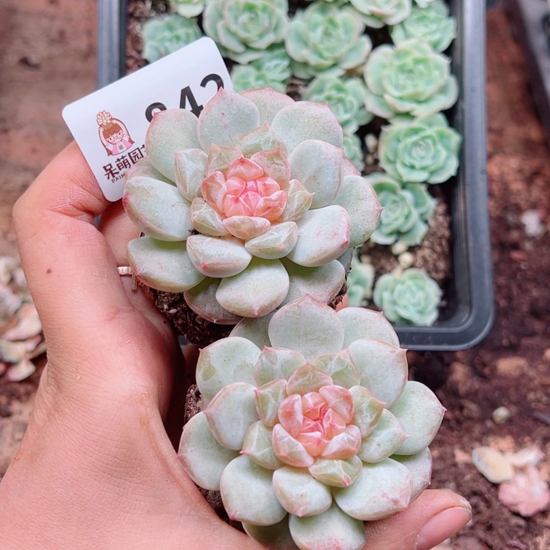 多肉植物多肉植物