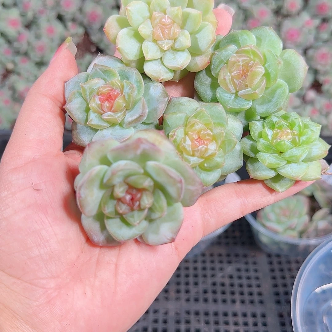 0922---155糖心珍妮
