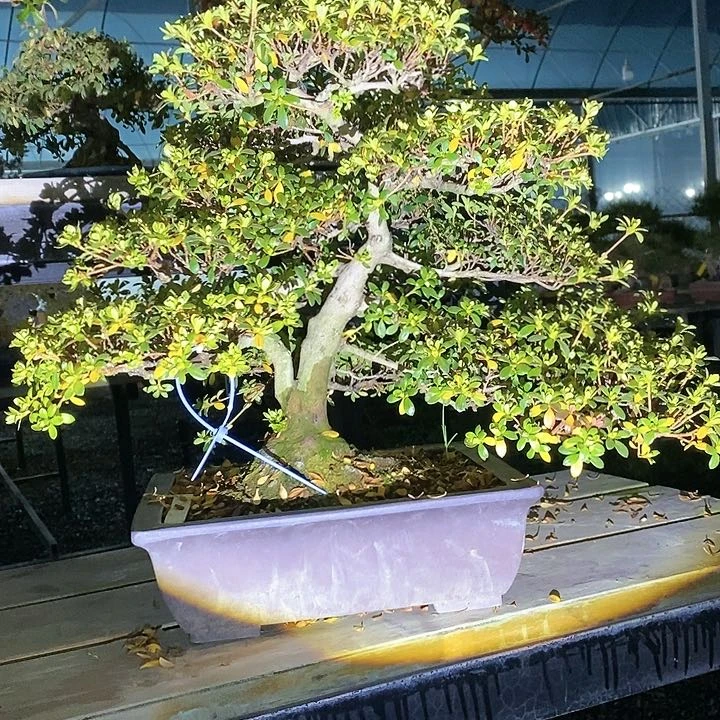 喜*羊杜鹃花包邮2899