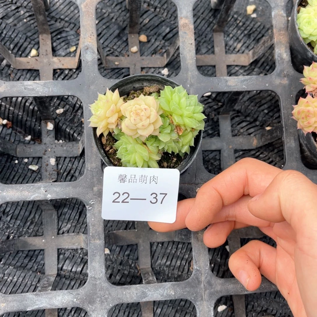 右7一物一拍22-37