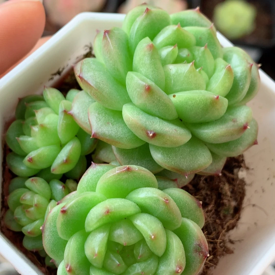 55灯泡珍妮58包邮  群生不包整