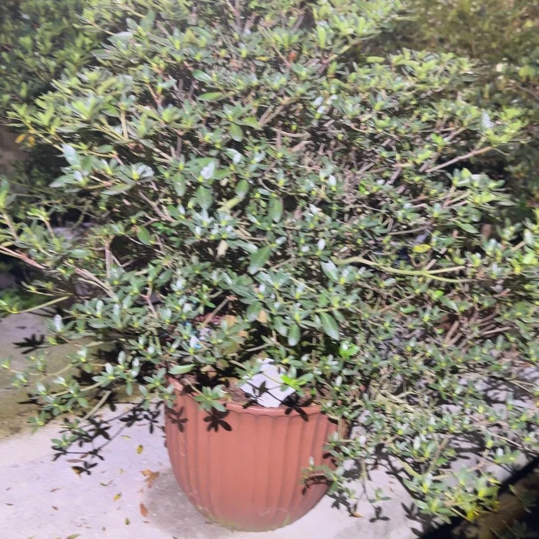 无花朵盲盒有花朵