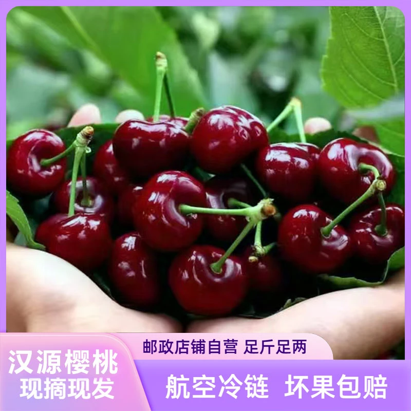 【川渝专属】四川汉源黑珍珠车厘子 冷链源头直发甜樱桃 坏果包赔