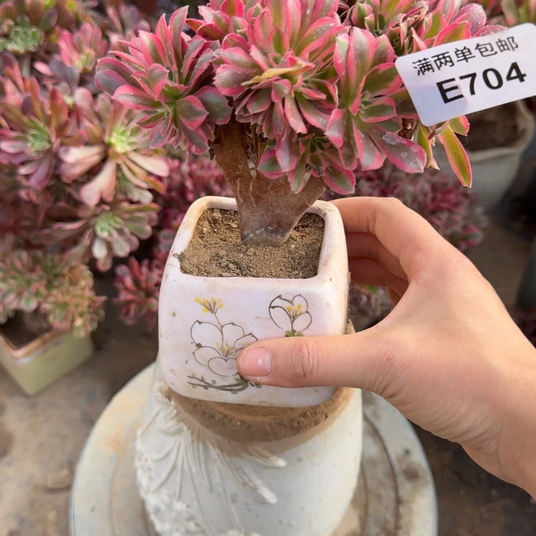 704女郎缀化法师多肉