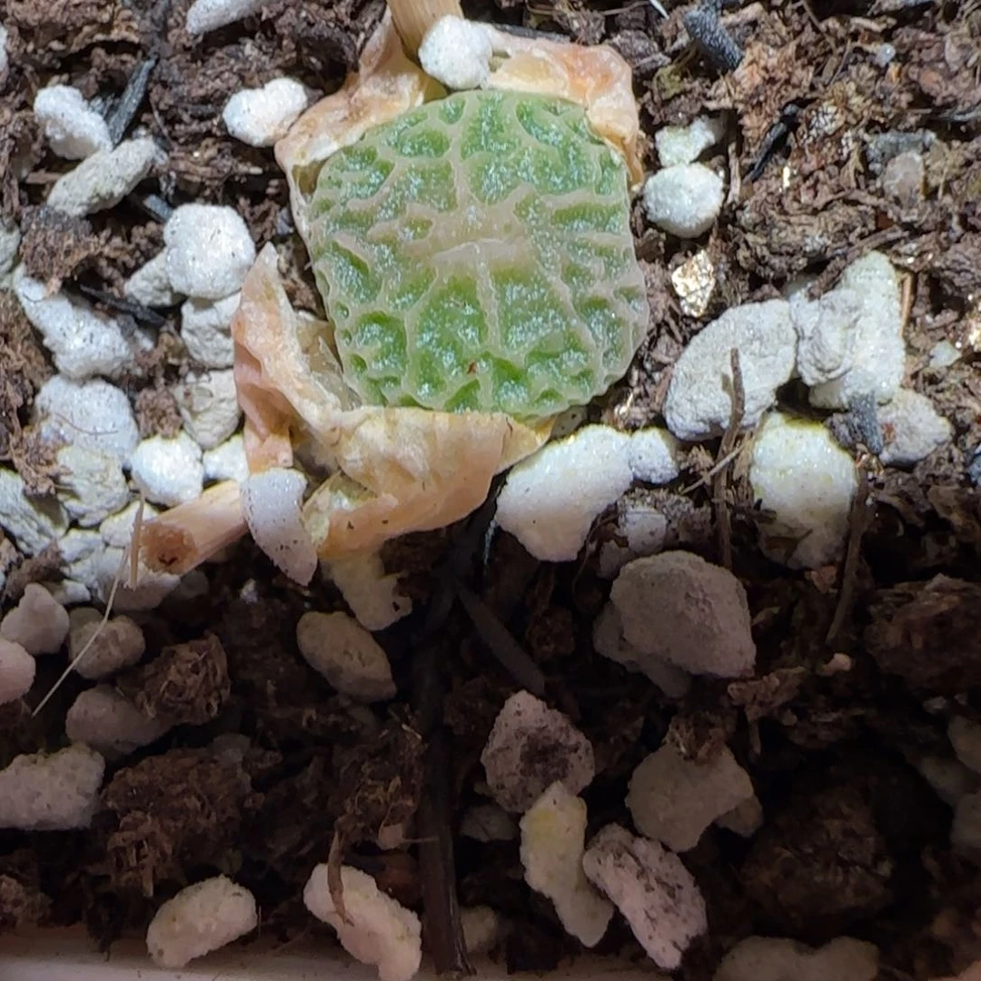 肉锥多肉植物百科-超烧1496