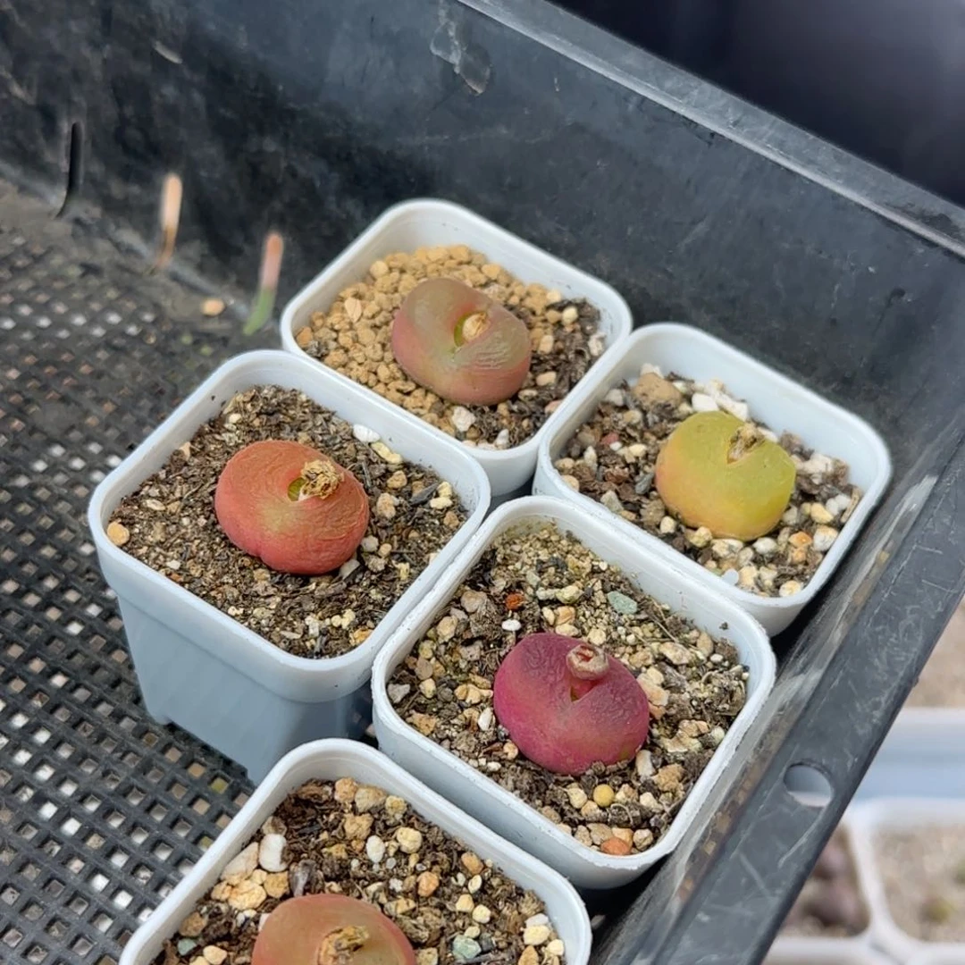 不***糖2.19.23/多肉植物