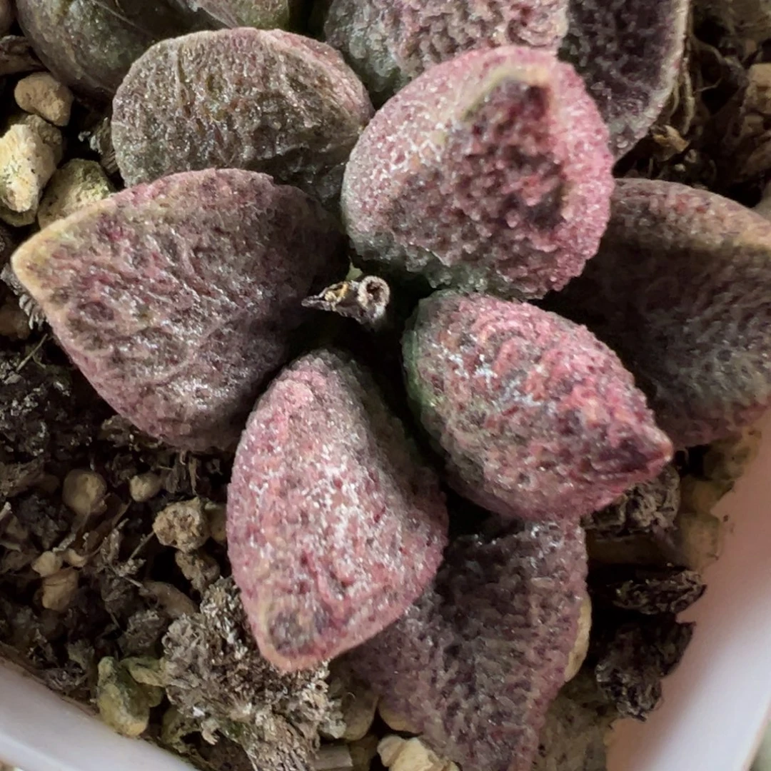 血斑款实生新品多肉植物水泡