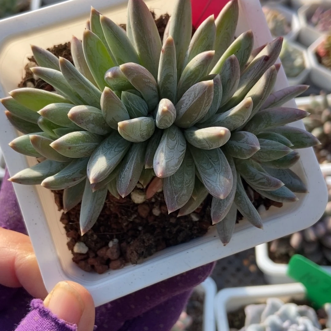 107炫彩星多肉植物