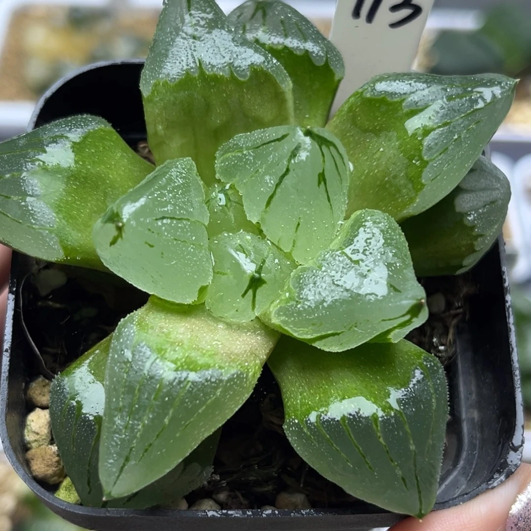 113冰城寿哈哈哈哈哈哈