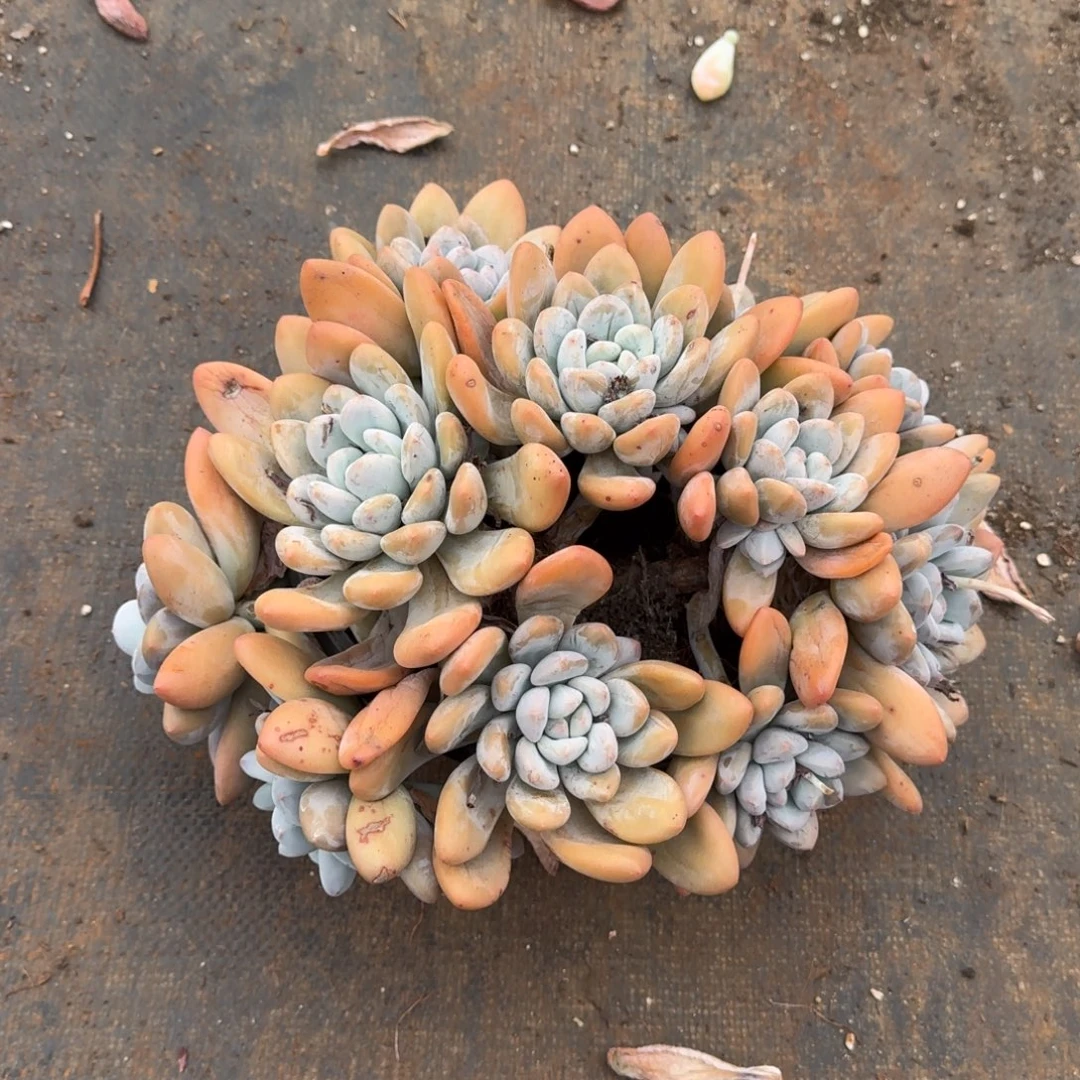 ****大群香水多肉植物