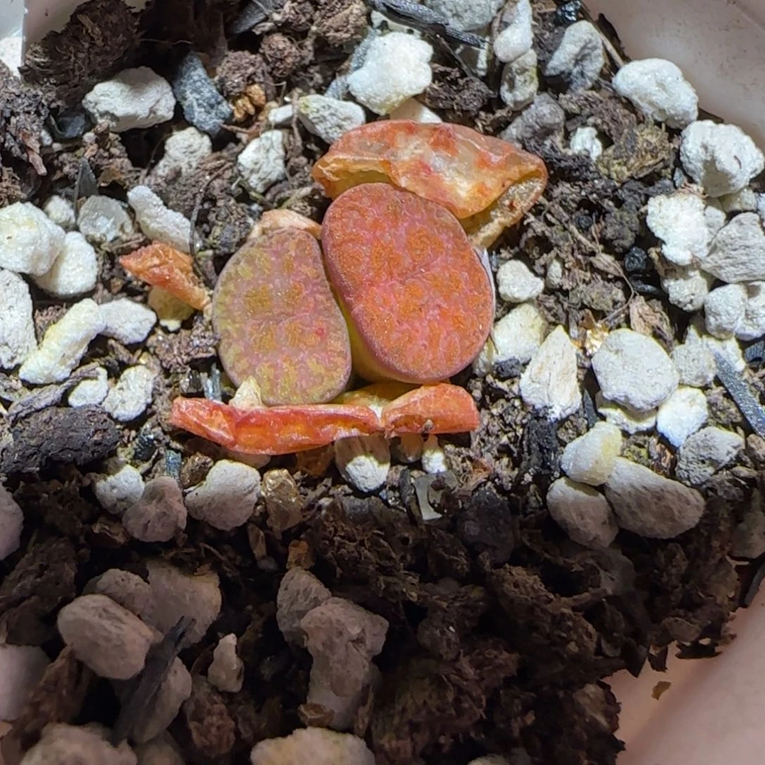 肉锥多肉植物百科-朱雀385