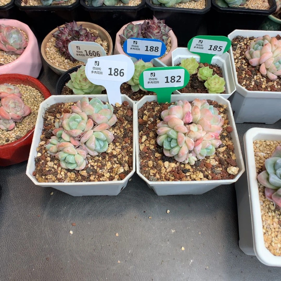 H***!186-182两个冰玉多肉植物