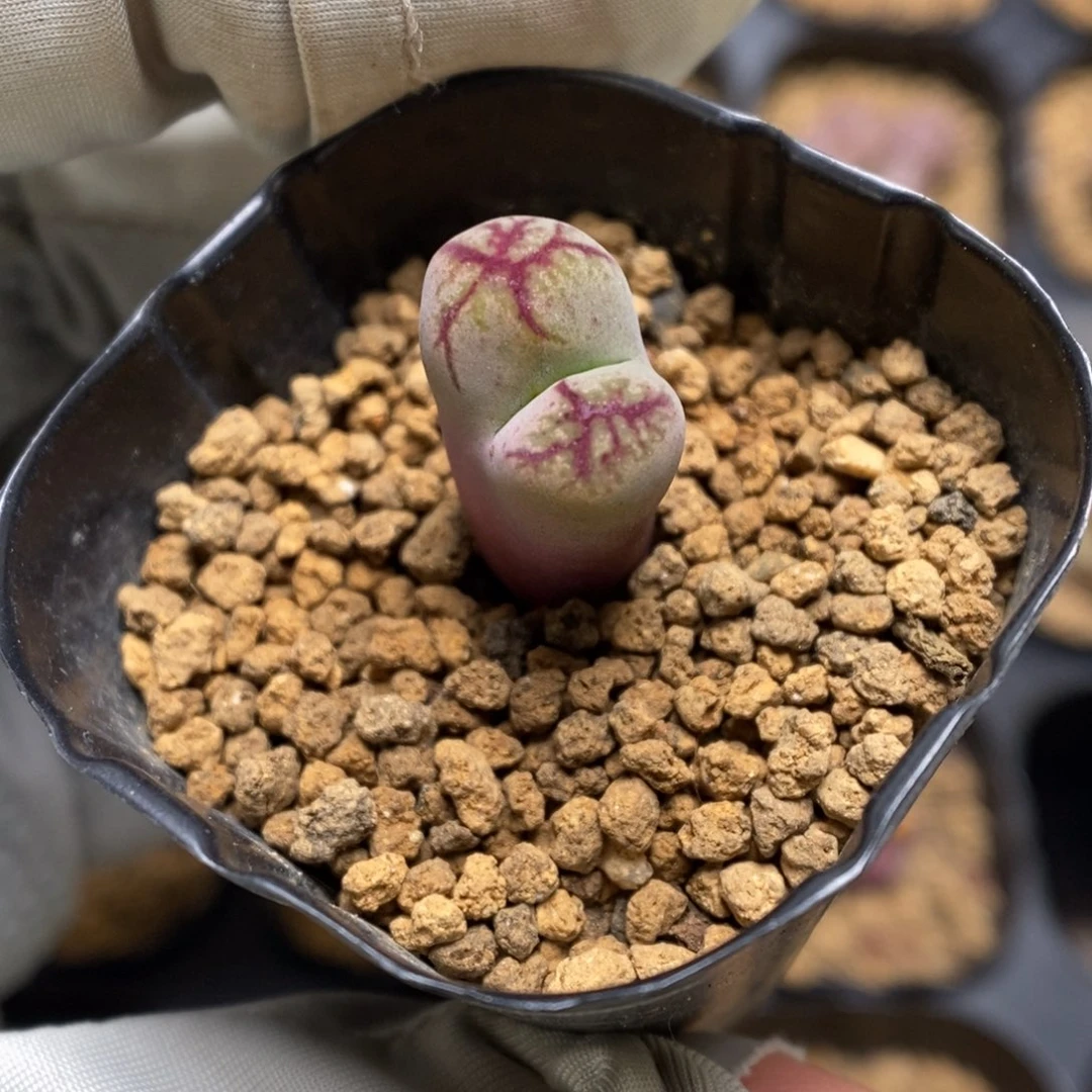 多肉植物肉锥杂交K-3716 超八杂 长腿福利