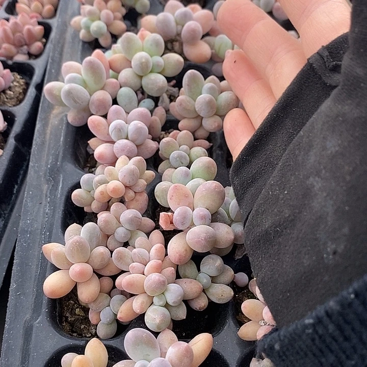 8 多肉植物盆栽花卉植物