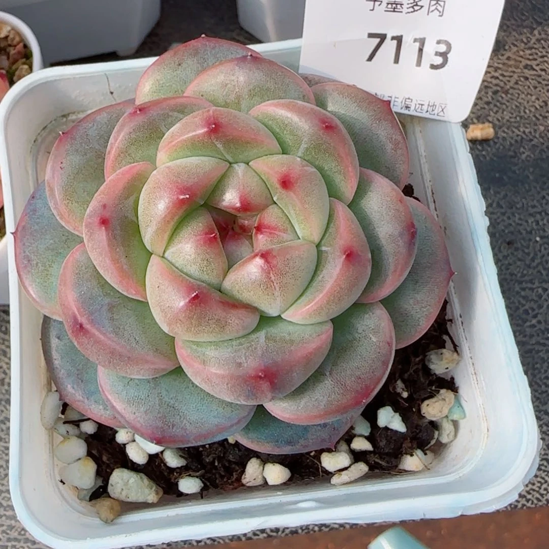 相思豆，7113多肉植物