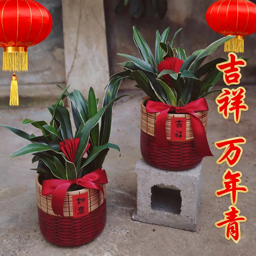 精品金边中华万年青属盆栽新婚乔迁新居喜事贺礼室内家居四季常青