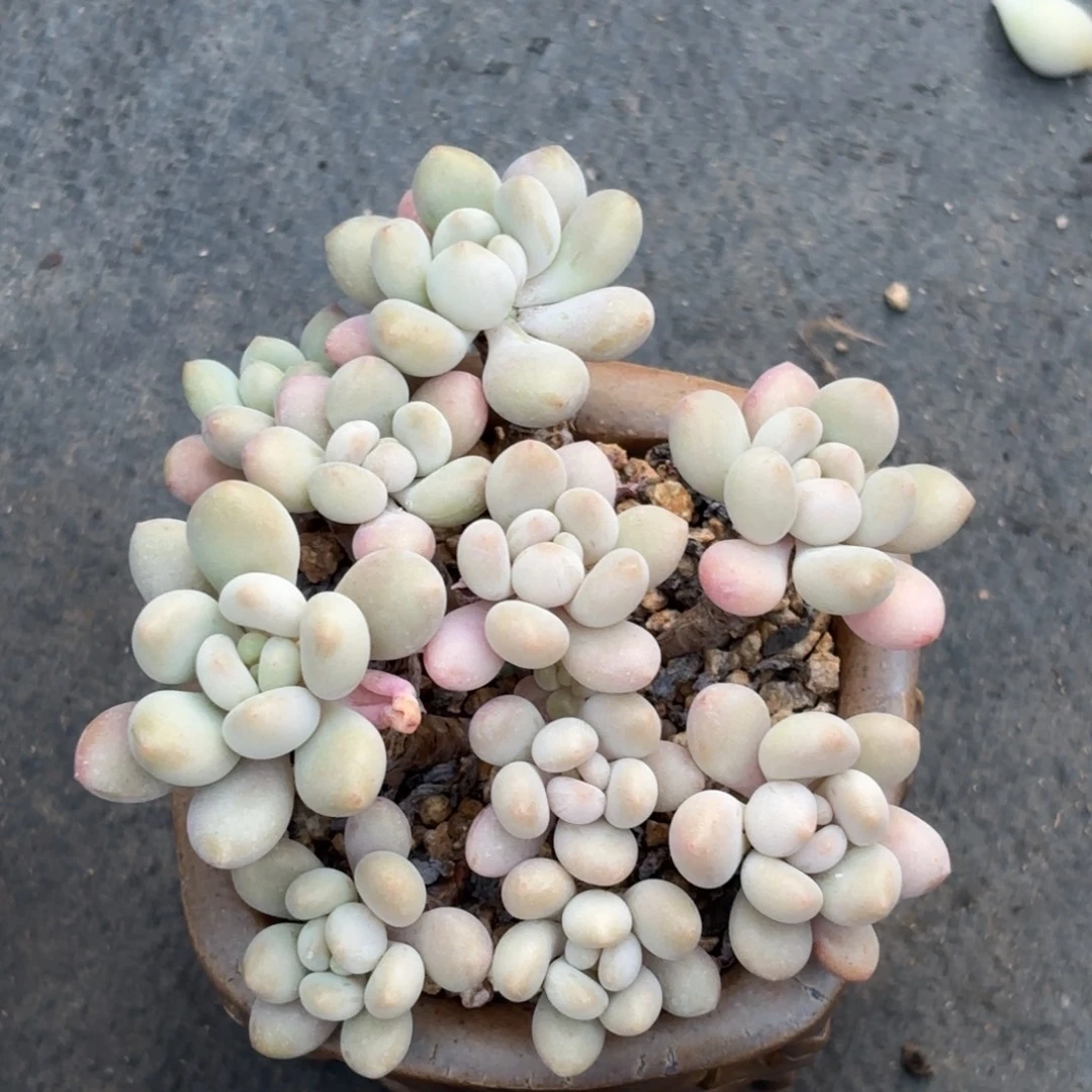 无花朵鱼子酱111111111