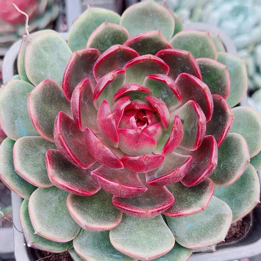 蓝莓大单头精控精养