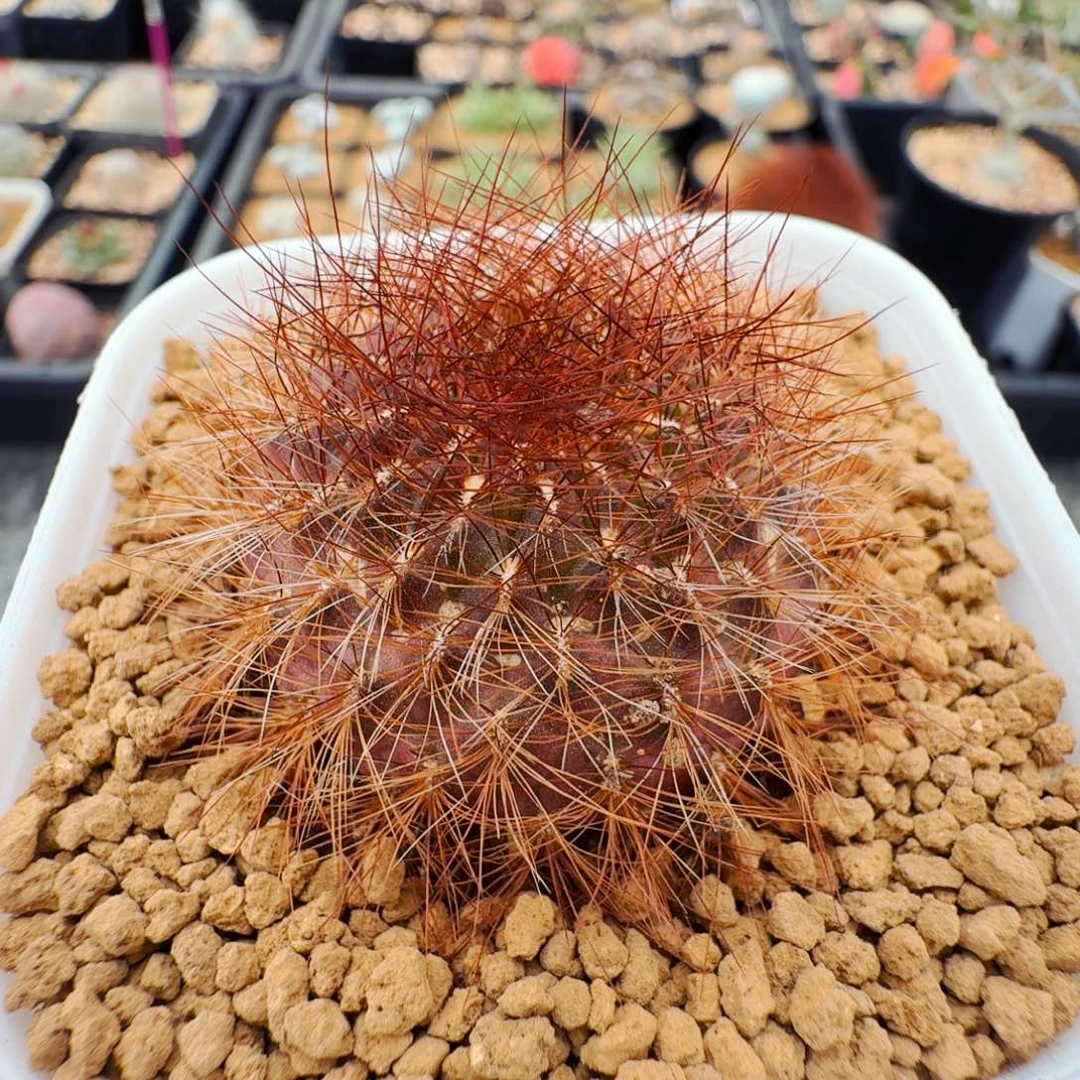 110百丝巢仙人球