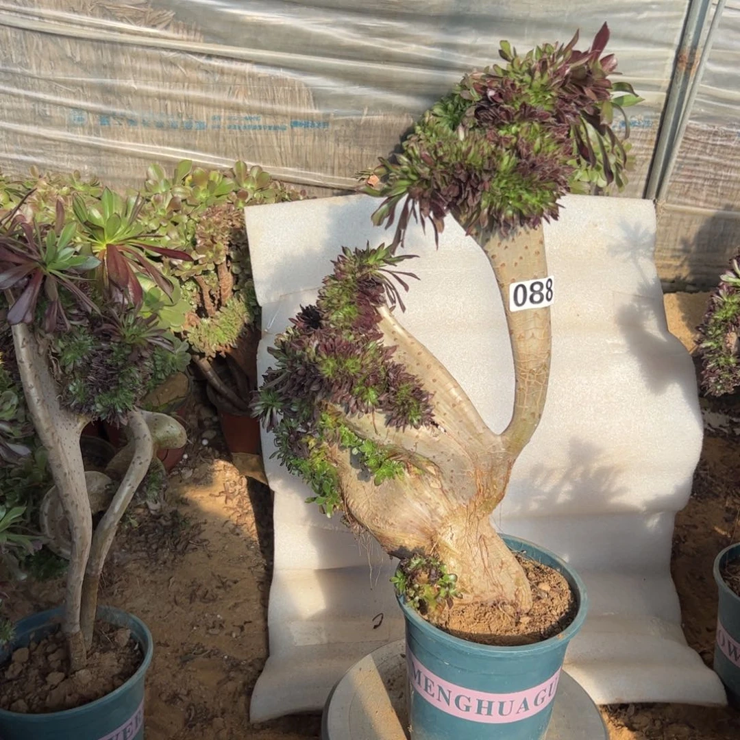 有伤黑缀特价088高度43厘米