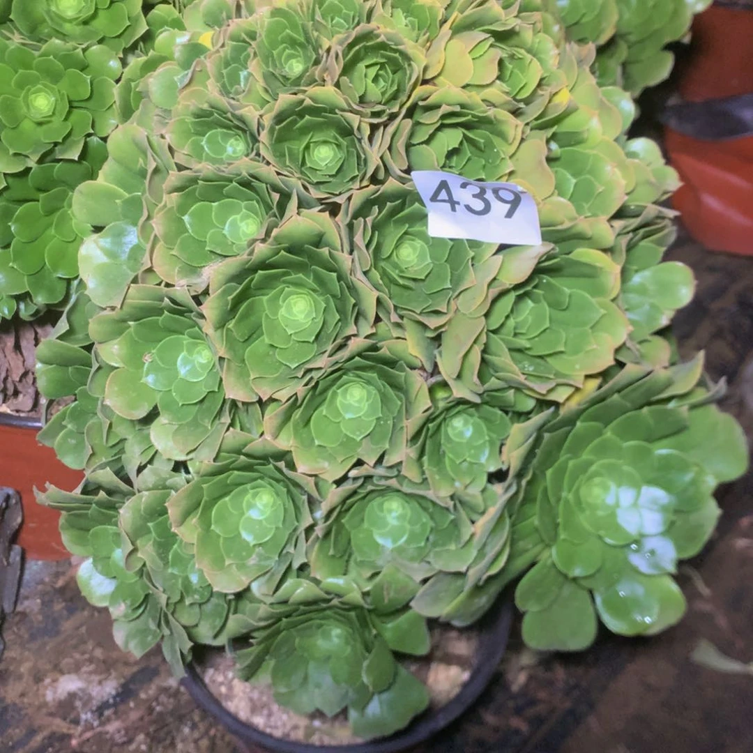 439绿羊绒多肉植物