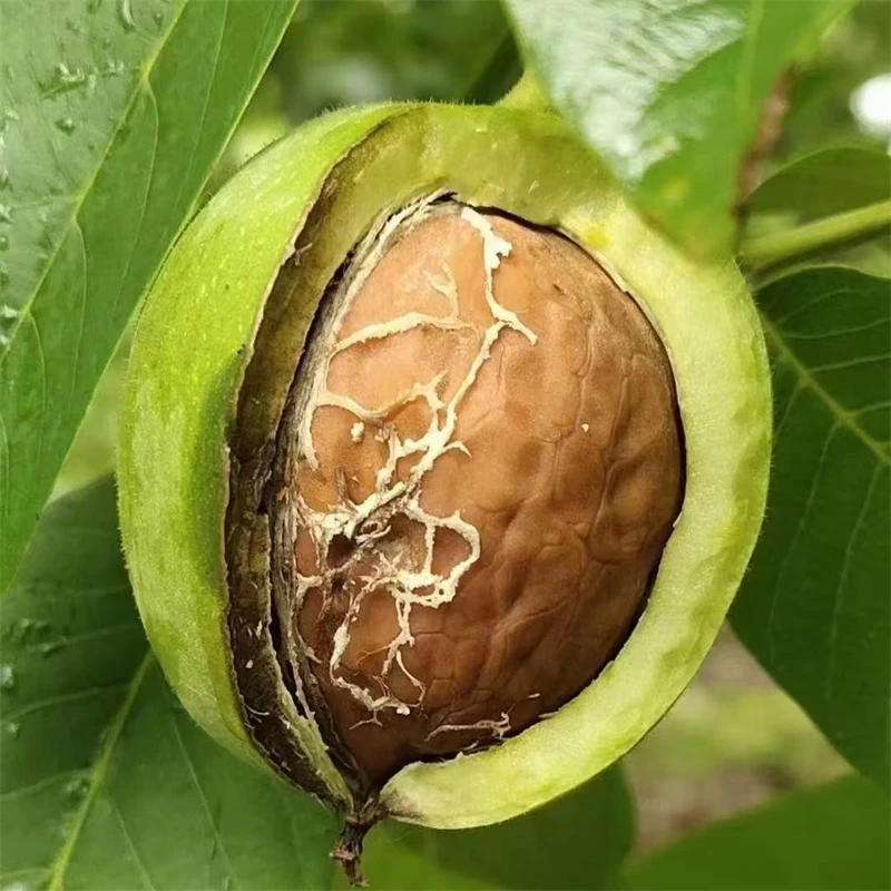 新疆纸皮核桃树苗果苗大果南北方庭院地栽盆栽嫁接薄皮特大核桃苗
