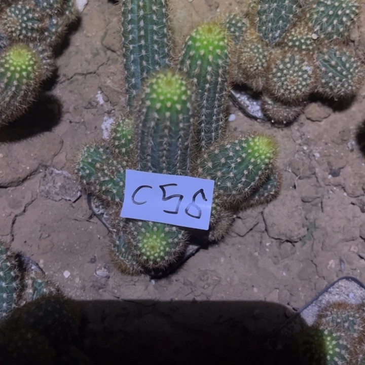 易*C56自根金牛紫水晶25