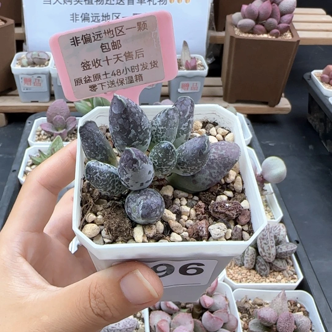 七**呀496紫肌海报二代